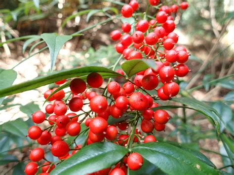 南天 風水|南天の木を鉢植えで玄関先に置くのは風水的に。